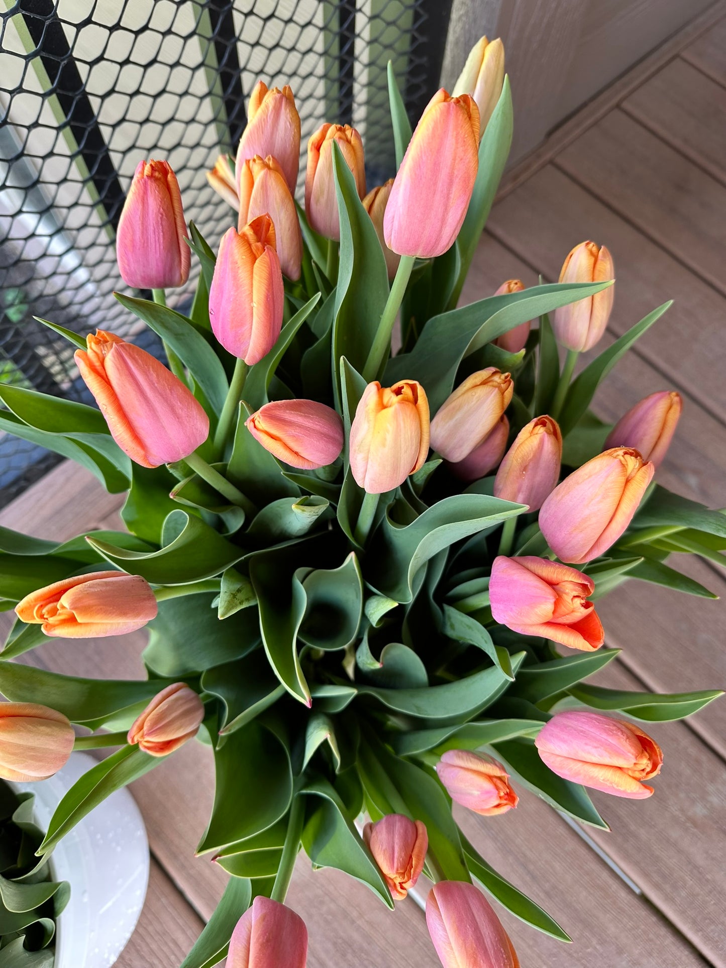 Tulips By The Bunch (Wholesale)