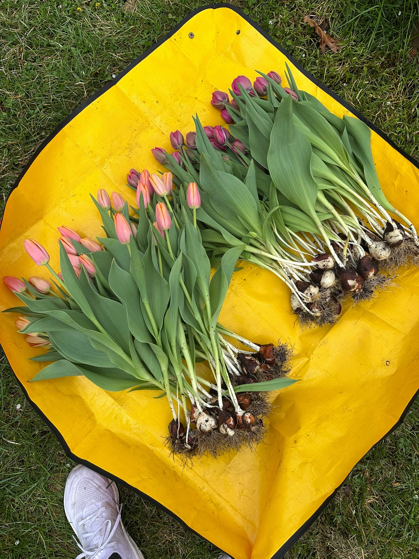 Tulips By The Bunch (Wholesale)