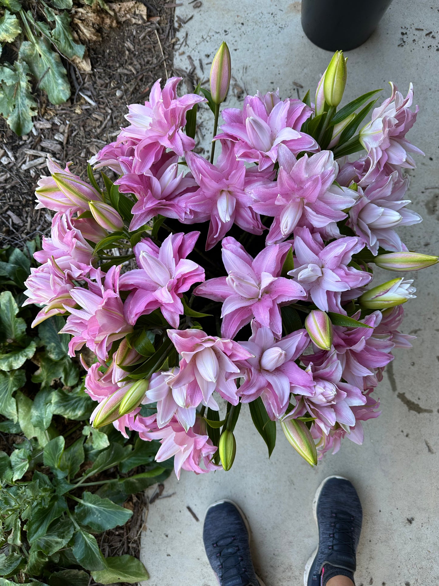 Bulk Bucket of Blooms
