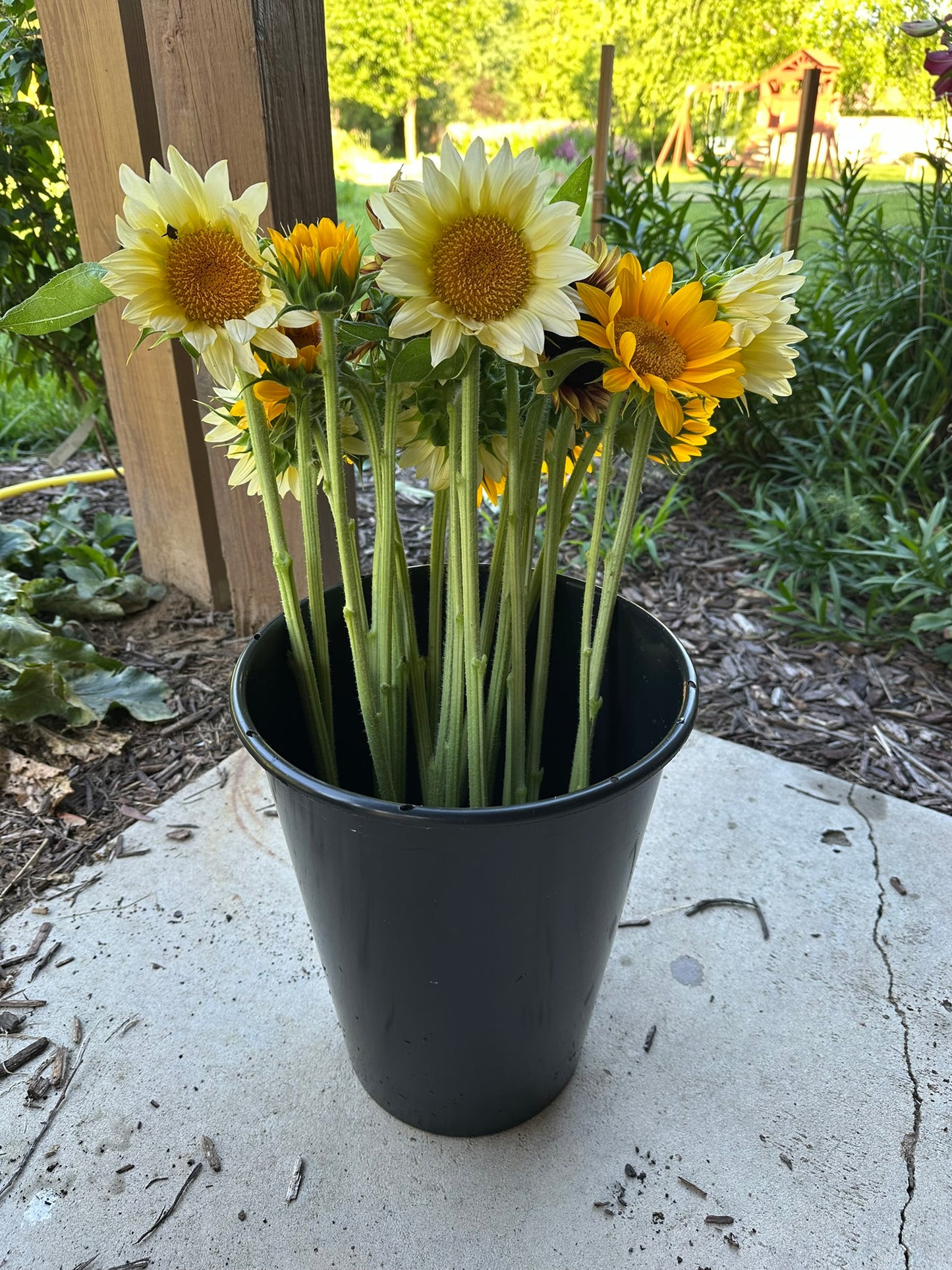 Bulk Bucket of Blooms