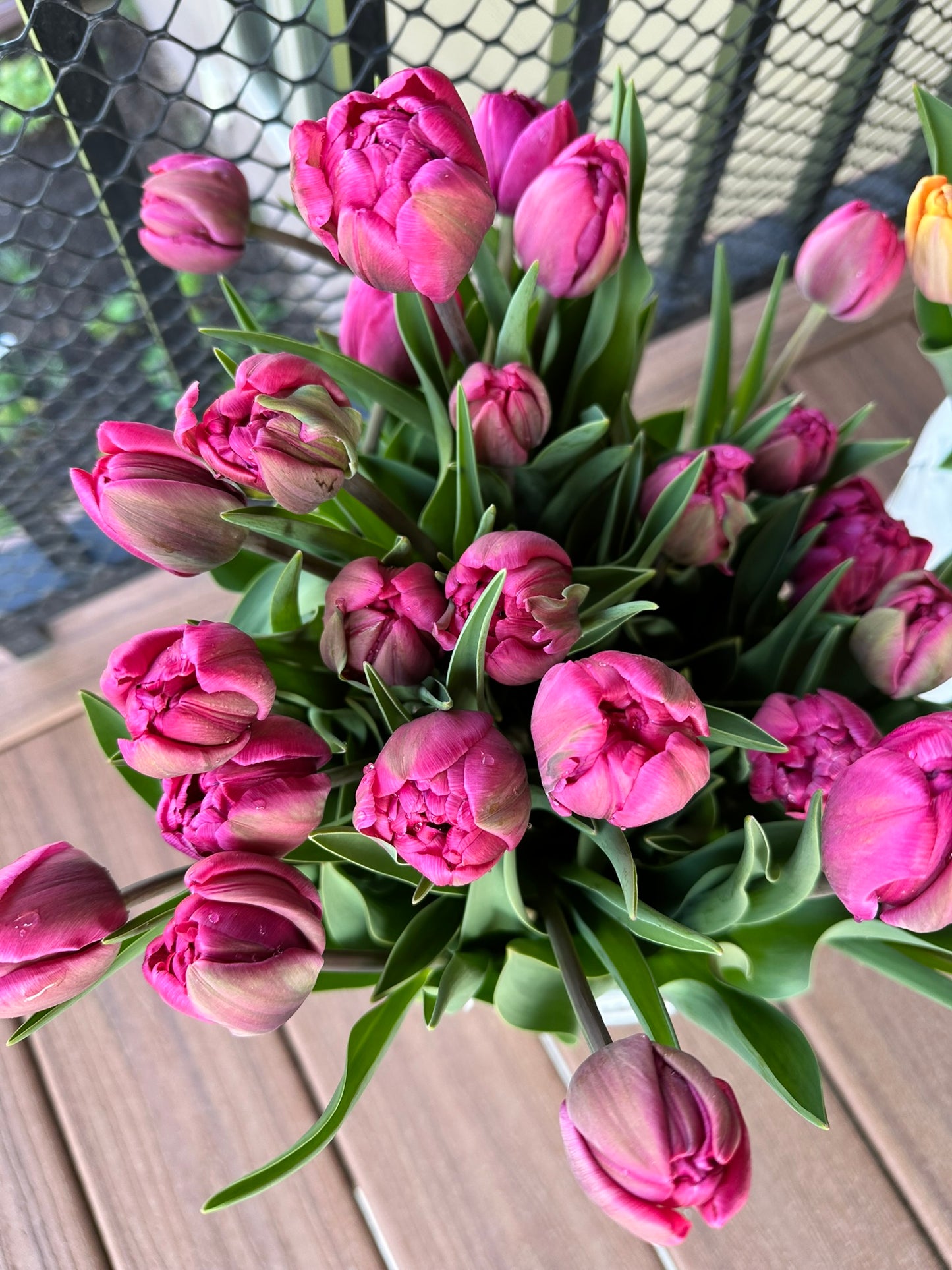 Tulips By The Bunch (Wholesale)