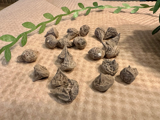 Anemone Corms - Mistral Plus Grape