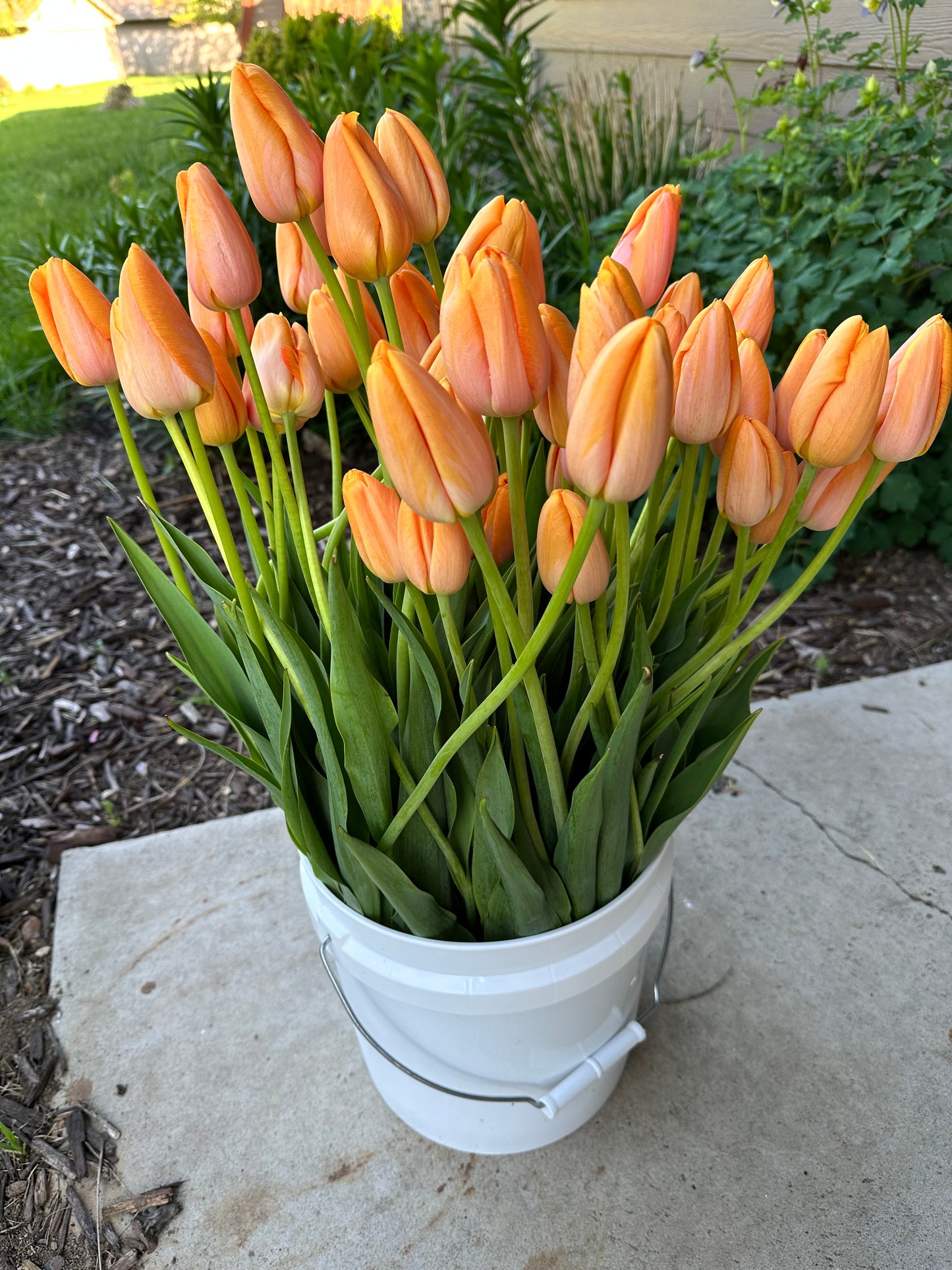 Tulips By The Bunch