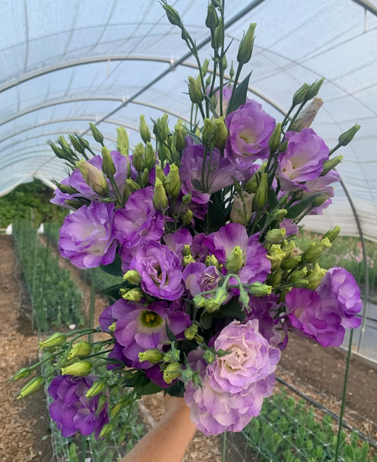 Lisianthus