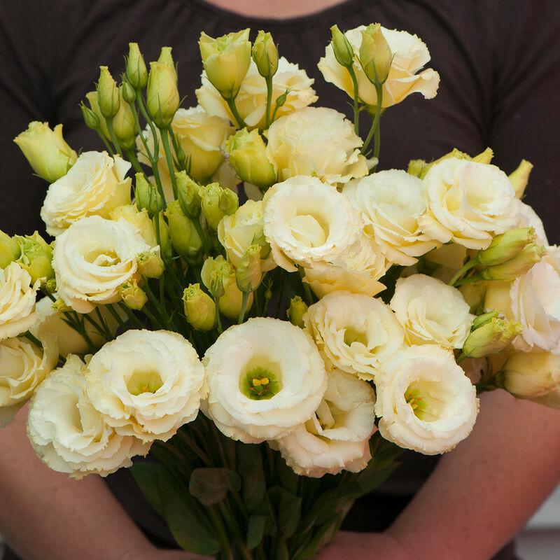 Lisianthus