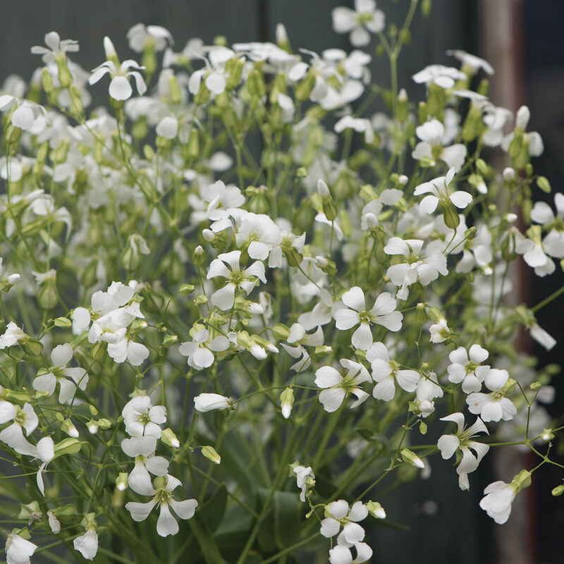 Saponaria