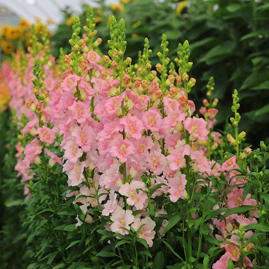 Snapdragons