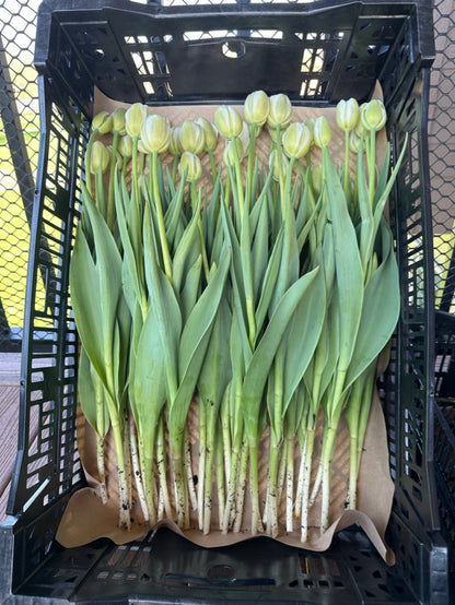 Tulips