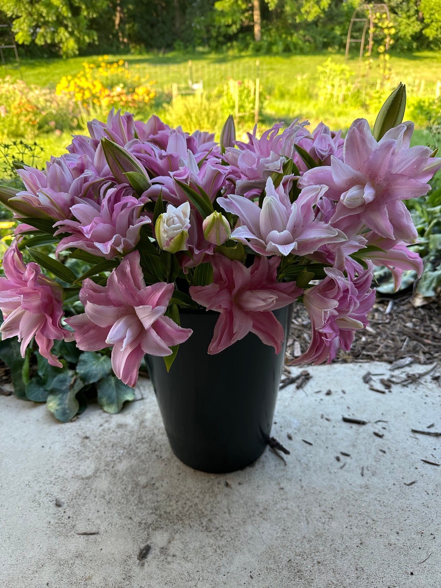 Bulk Bucket of Blooms