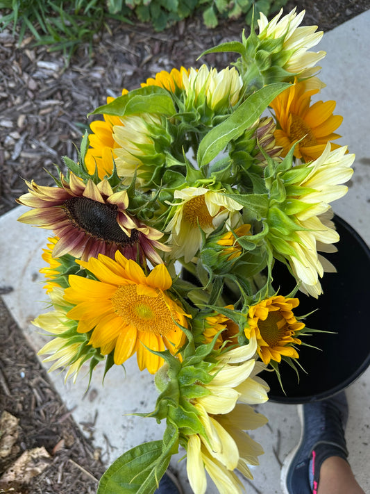 Bulk Bucket of Blooms