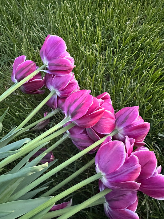 Tulips
