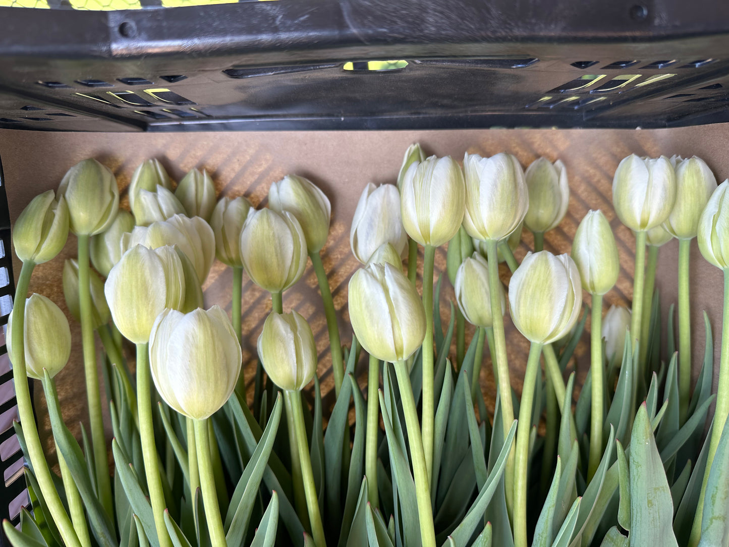 Tulips