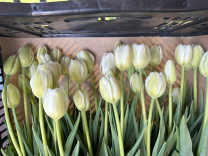 Tulips