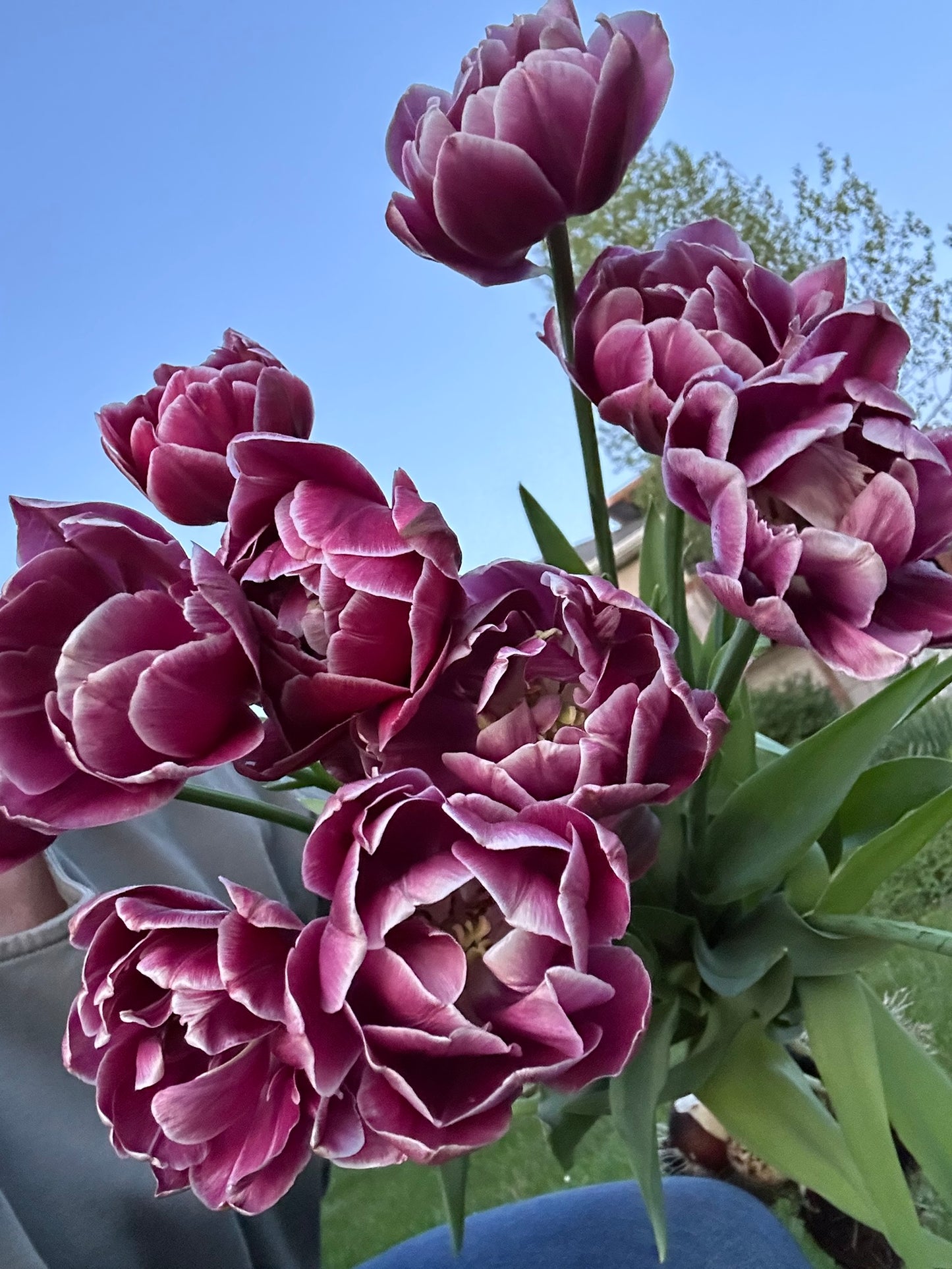 Tulips