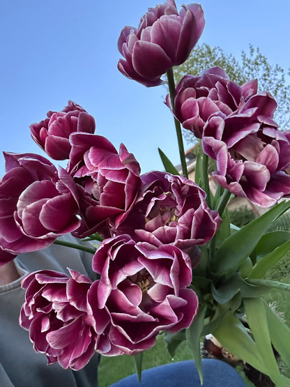 Tulips