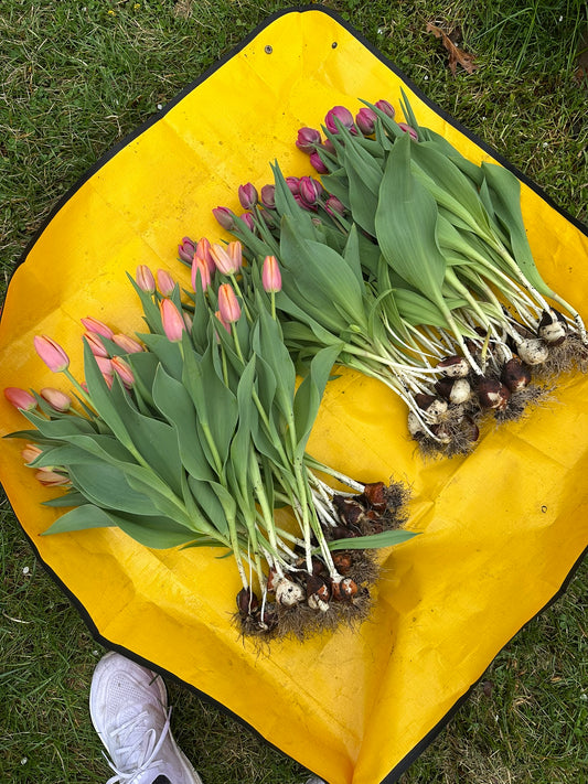 Tulips By The Bunch (Wholesale)