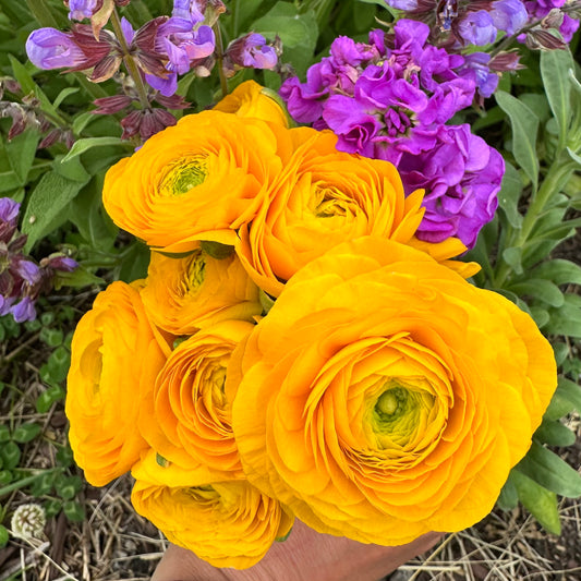 Ranunculus