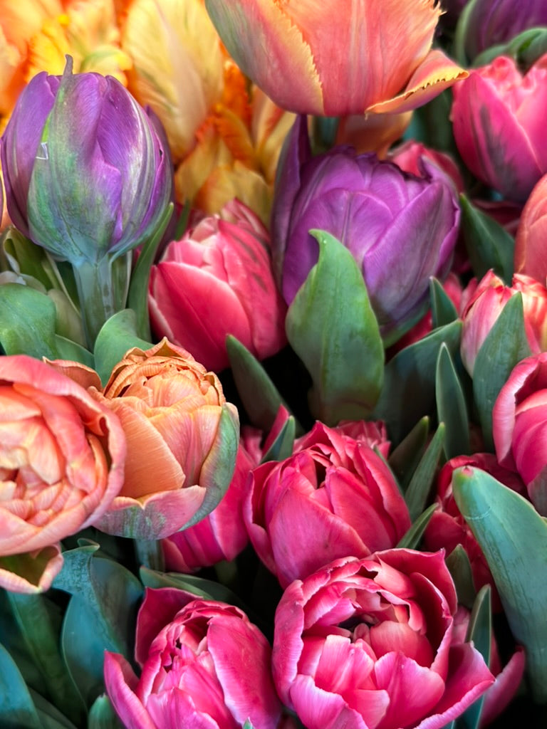 2024 Spring Tulip Bouquet Subscription CSA Delivery Included   CE67579D 7DE5 43B3 8C86 A14FA959EEC2 1 105 C 