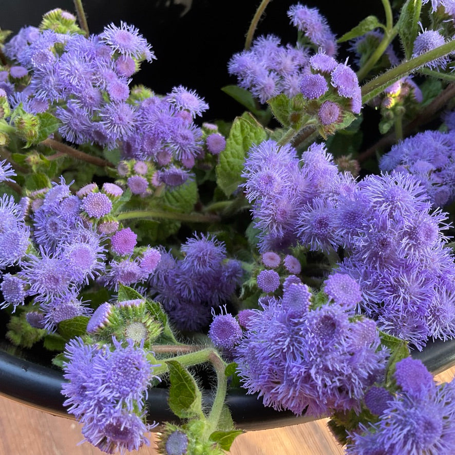 Ageratum