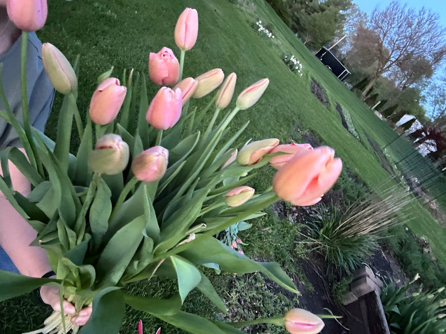 Tulips
