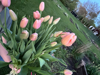 Tulips