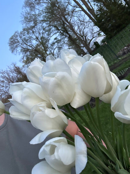 Tulips