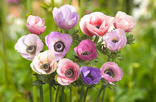 Anemone Corms - Carmel Pastel Mix