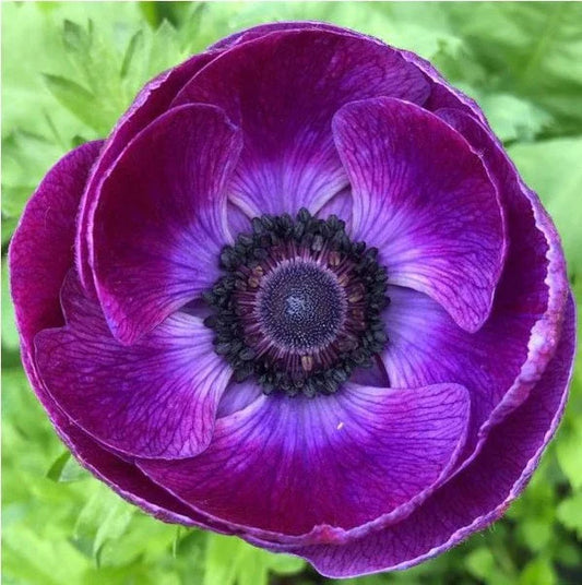 Anemone Corms - Mistral Plus Grape