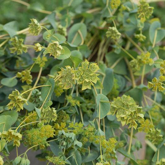 Bupleurum