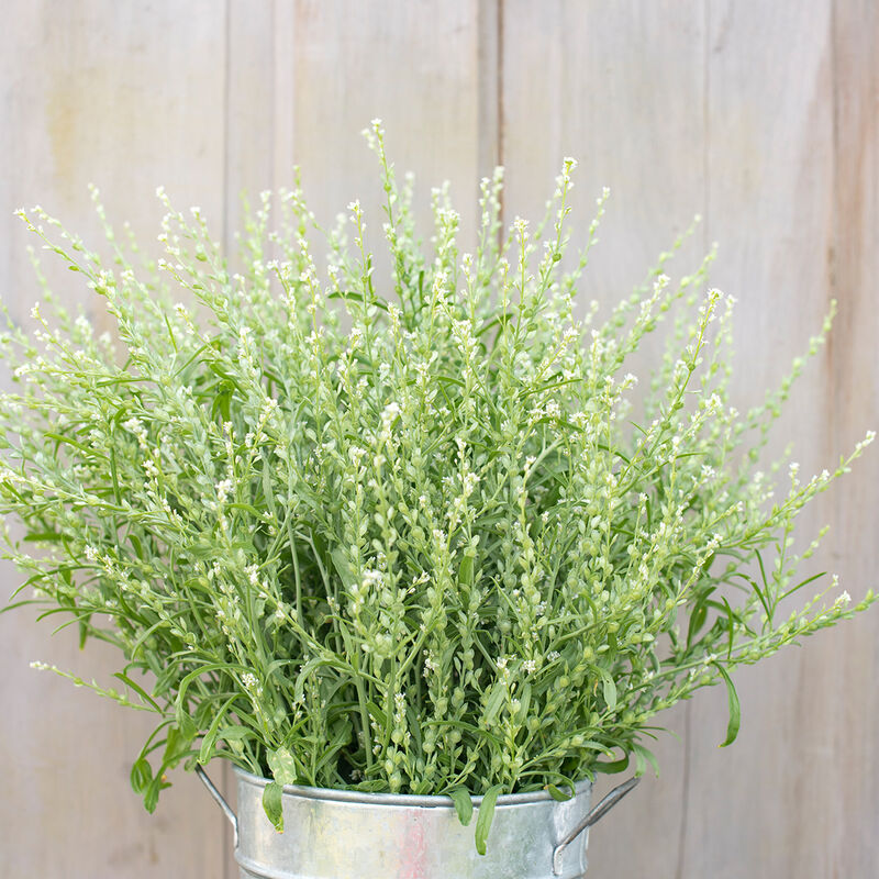 Cress