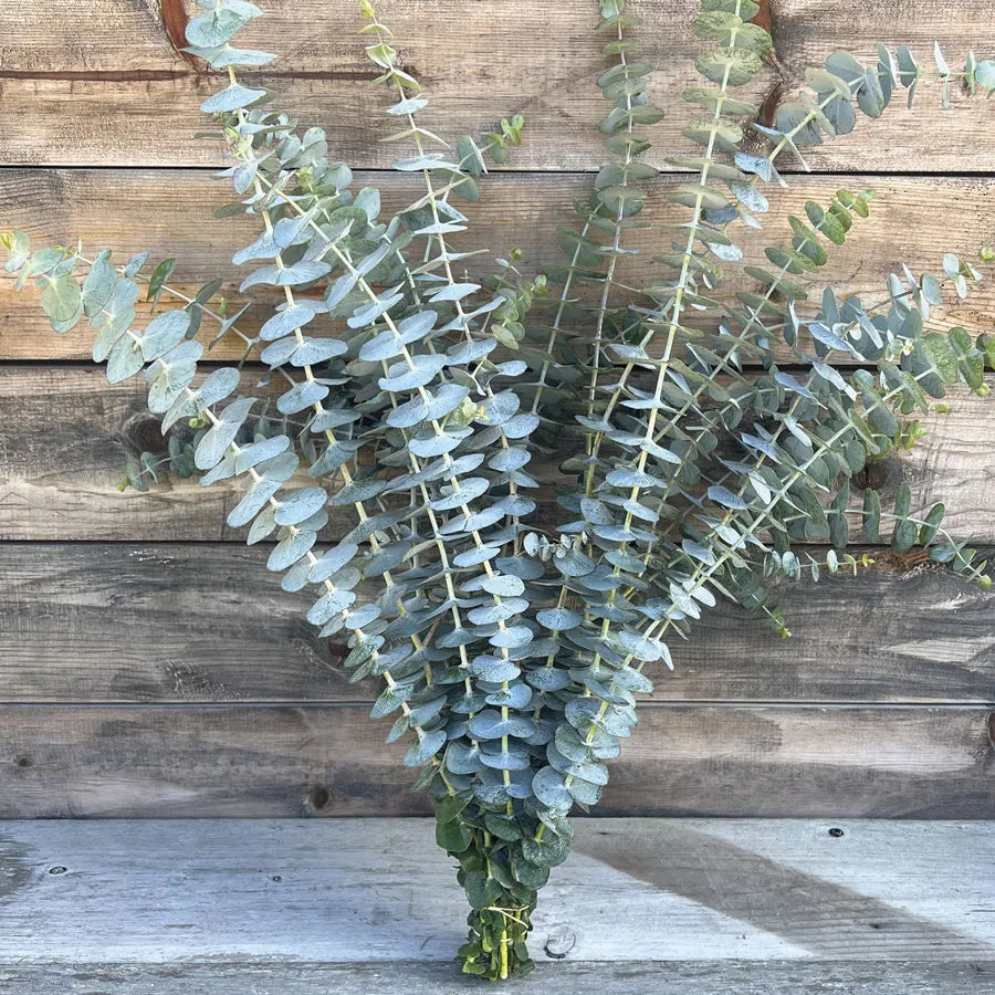 Eucalyptus