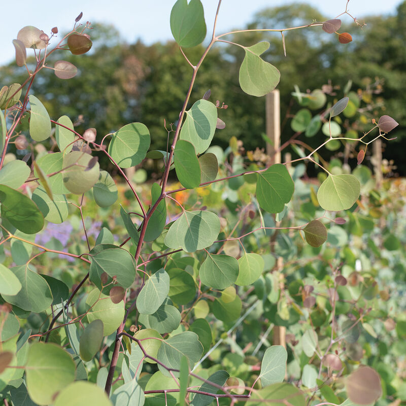 Eucalyptus