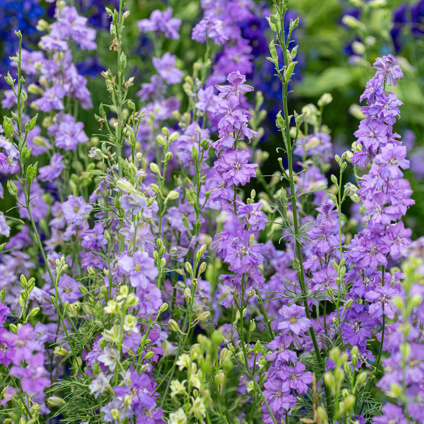 Larkspur