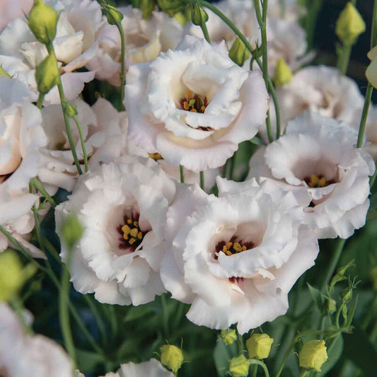 Lisianthus
