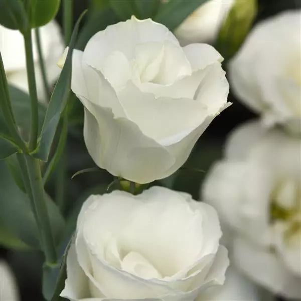 Lisianthus