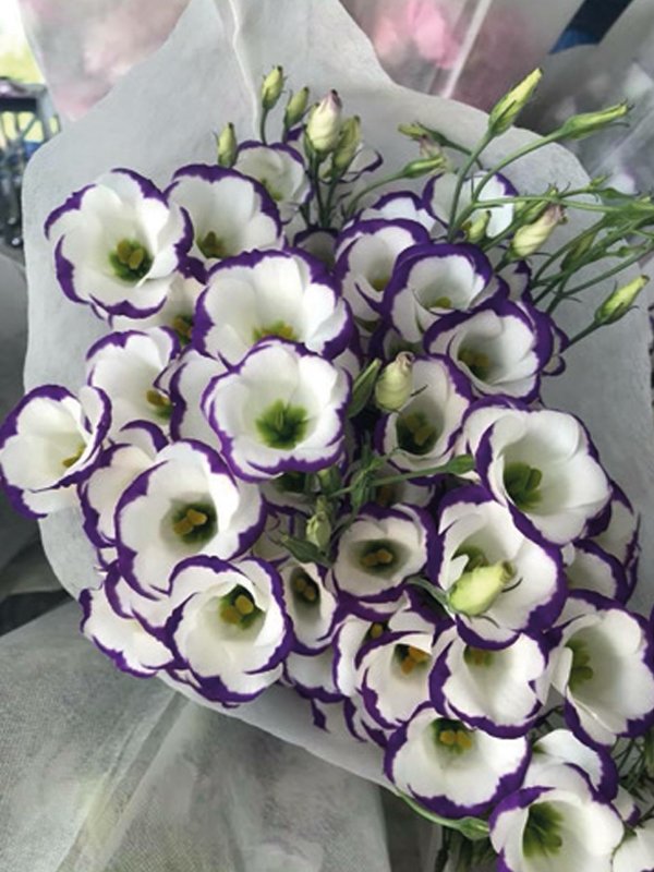 Lisianthus