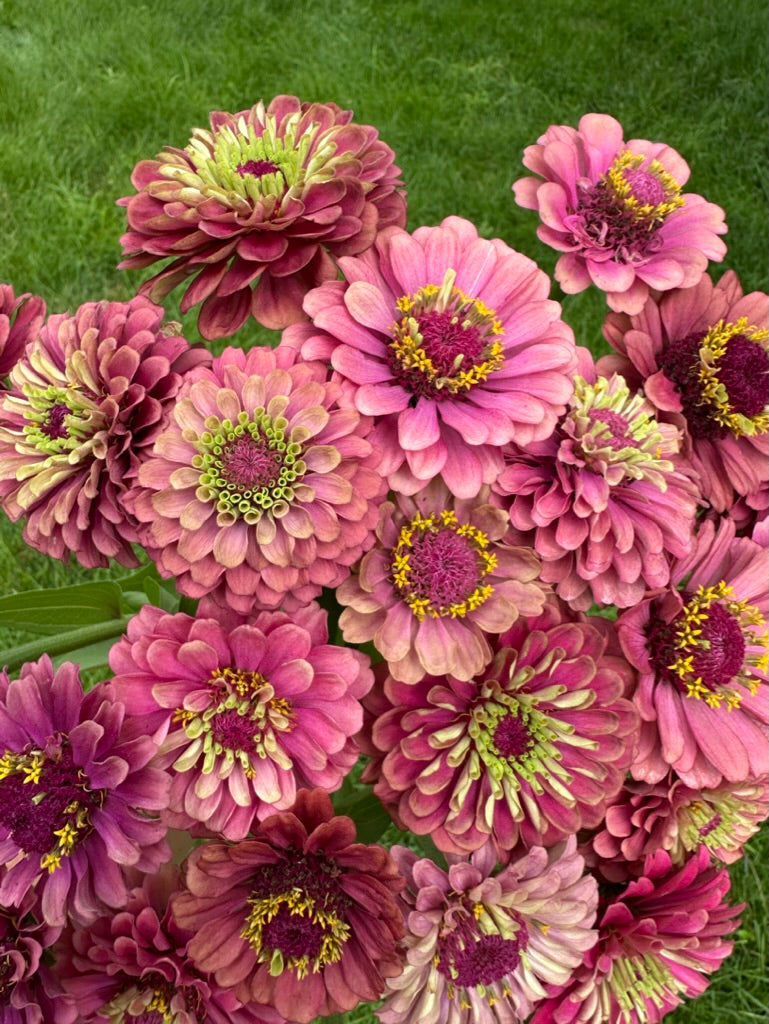 Zinnias