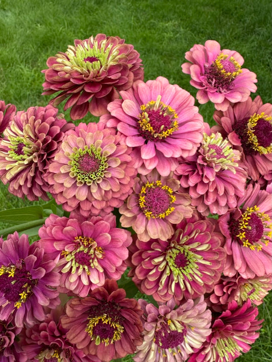 Zinnias