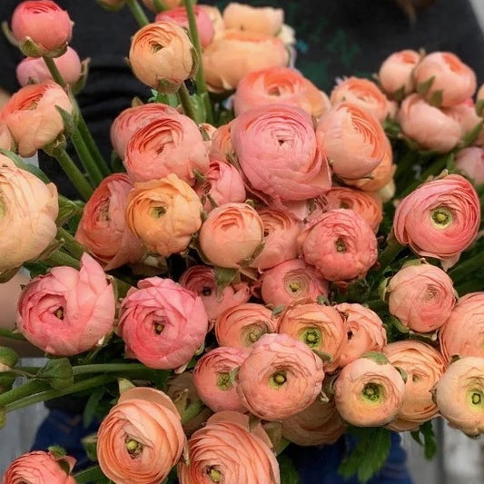 Ranunculus Corms - Amandine Salmon