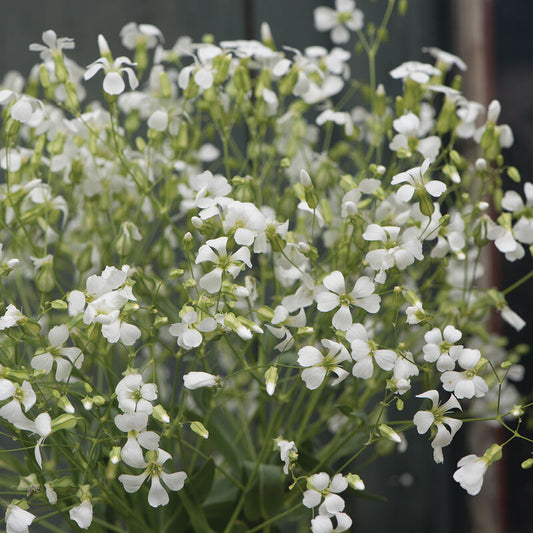 Saponaria