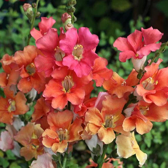 Snapdragons