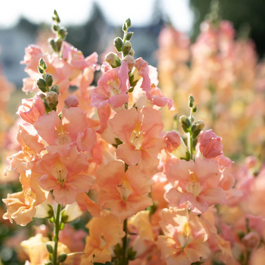 Snapdragons