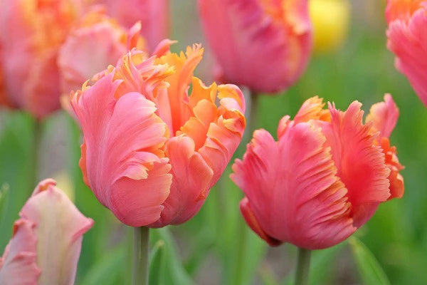 Tulips