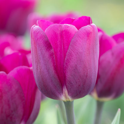 Tulips