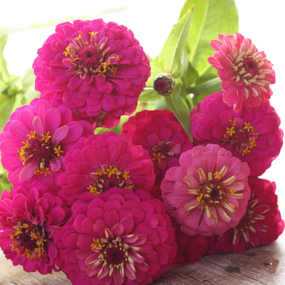 Zinnias