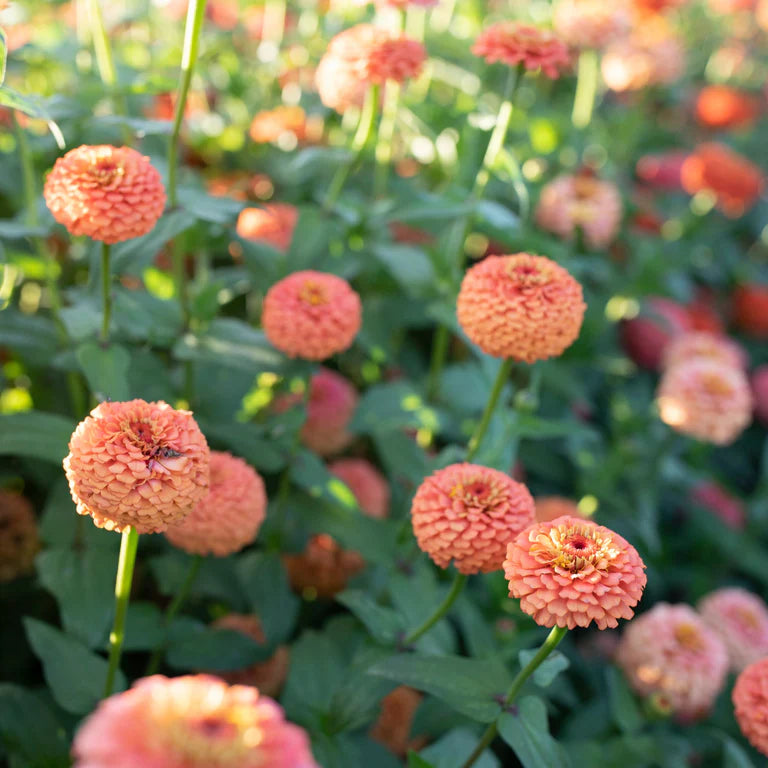 Zinnias