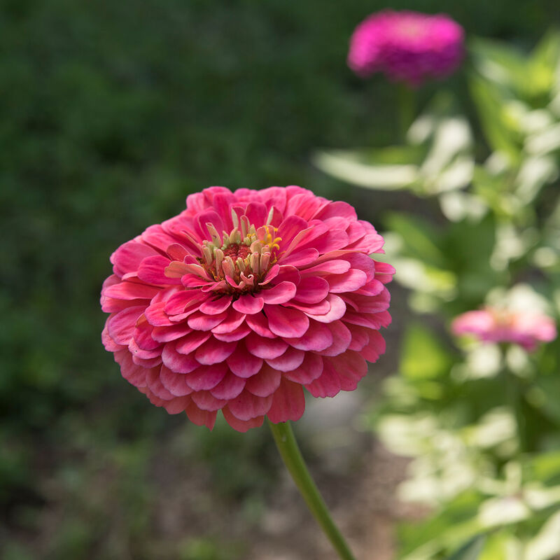 Zinnias
