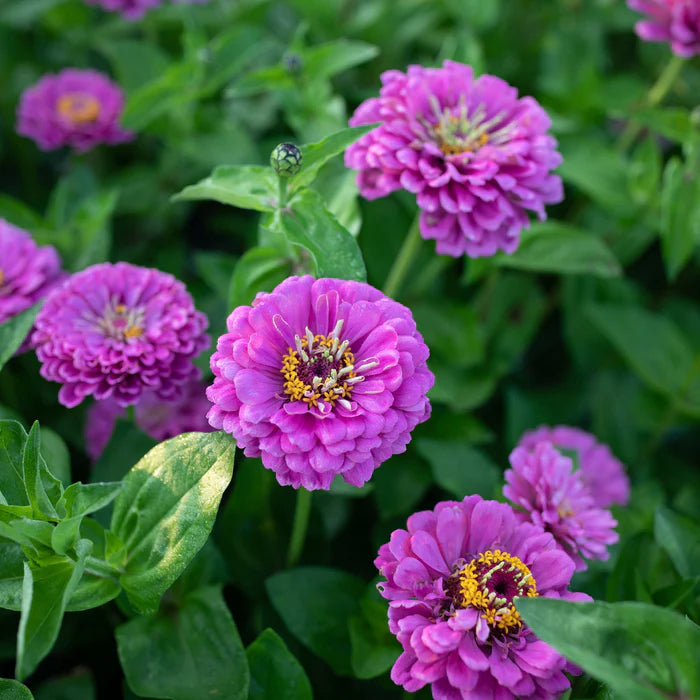 Zinnias