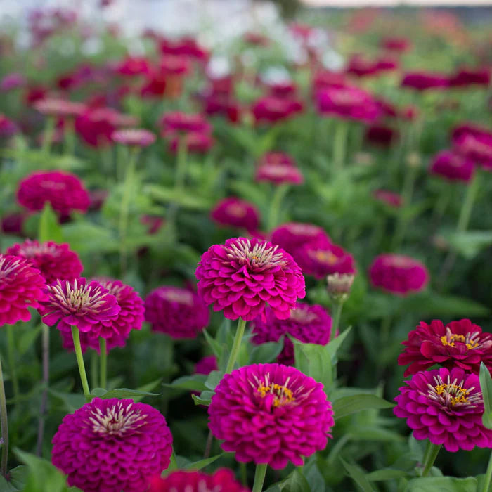 Zinnias