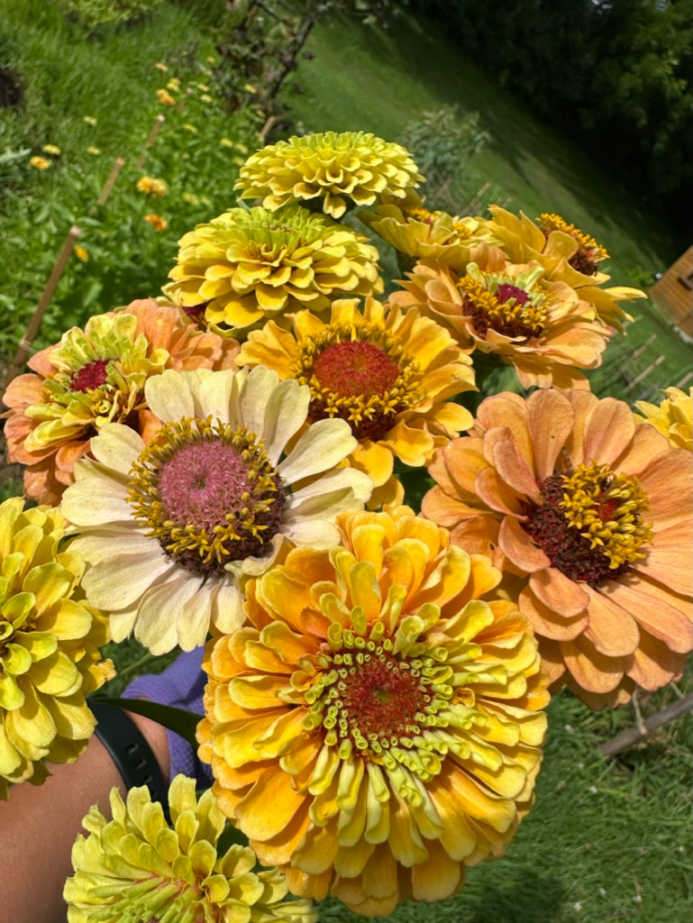 Zinnias